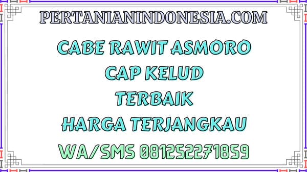 Cabe Rawit Asmoro Cap Kelud Terbaik Harga Terjangkau